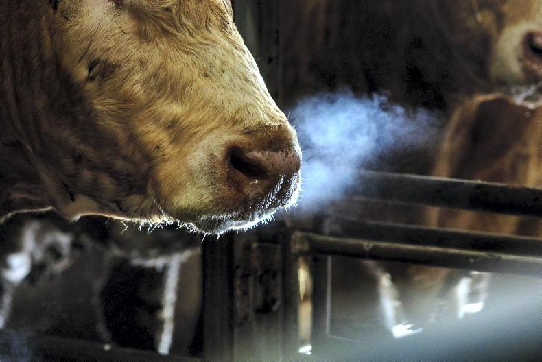 Bluetongue: what do you want to know about the virus?