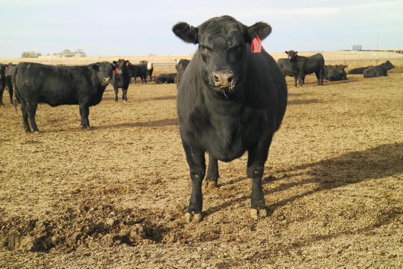 US carcase weights hit all-time average high of 398kg in 2025