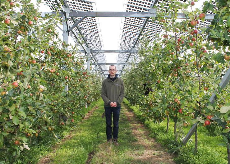 Growing apples under solar panels in a dual-purpose German orchard
