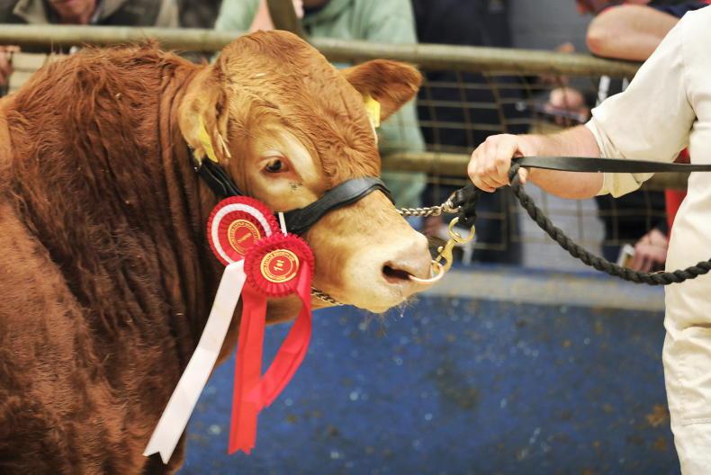 Preparing pedigree bulls and heifers for spring sales