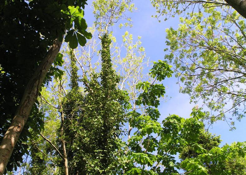 Denmark identifies 10% of its land for nature and forests