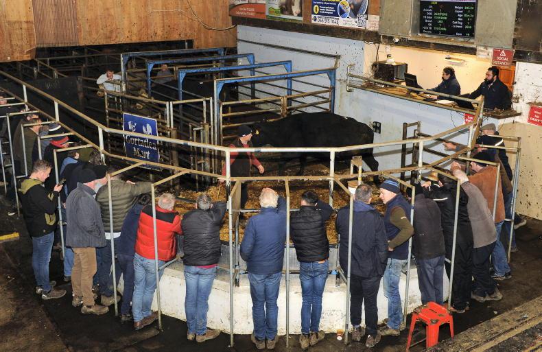 Camera at the Mart: dry cows make up to €4,520 in Gortatlea  