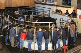 Camera at the Mart: dry cows make up to €4,520 in Gortatlea  
