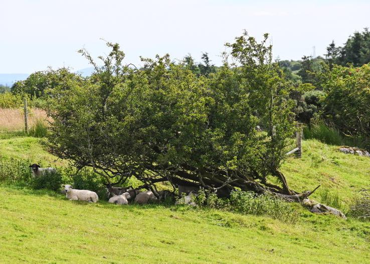 Bluetongue and lambing – what to look out for