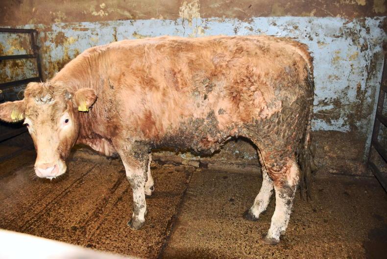 Chandra doesn’t dampen demand at Camlough