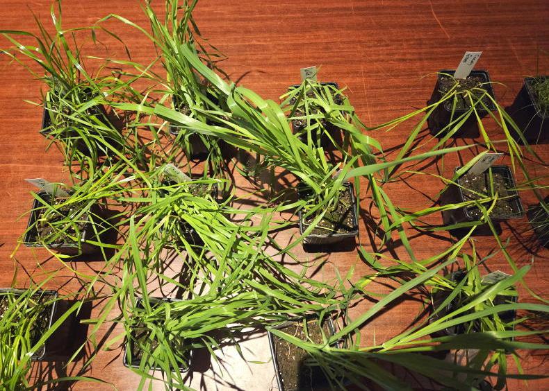 Blackgrass and its unlikely sources prove costly