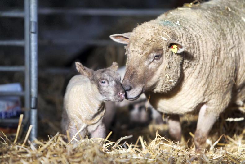 Understanding the importance of number of lambs born 