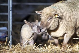 Understanding the importance of number of lambs born 
