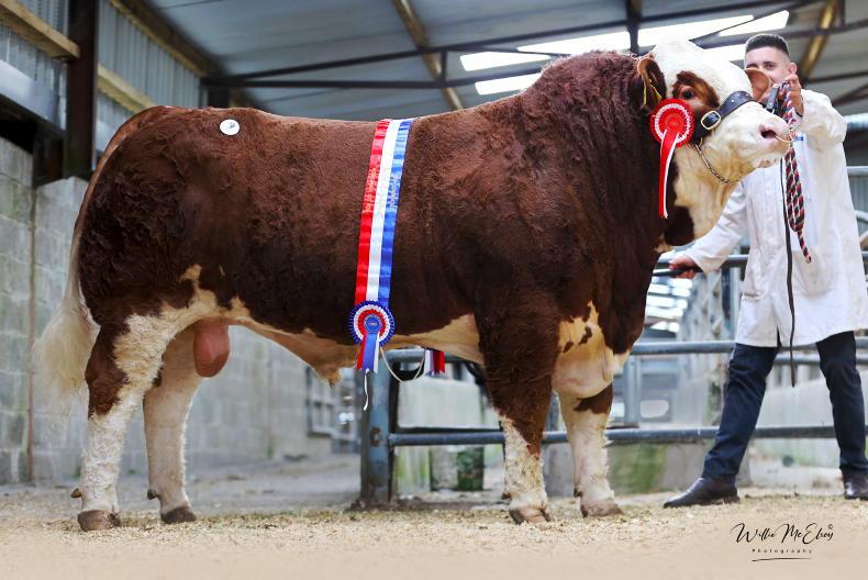 Concern for pedigree breeders over live export ban to UK