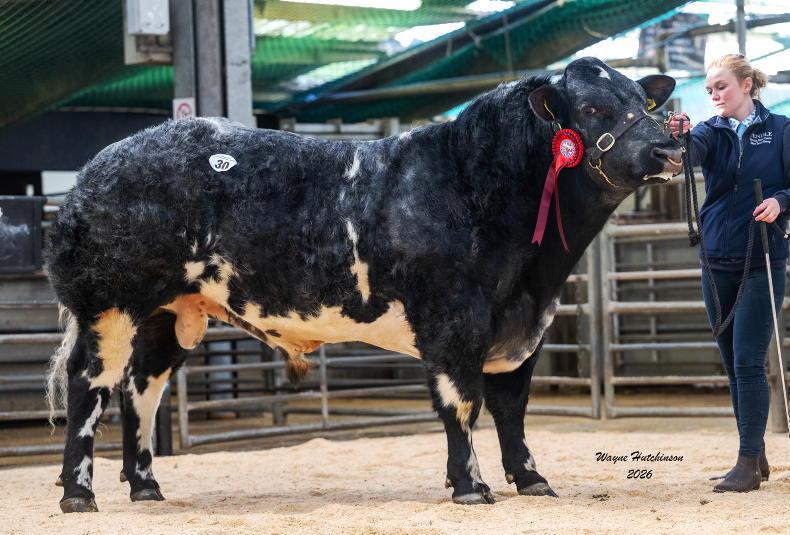 Hartley family marks 30 years of breeding with a sale topper in Carlisle