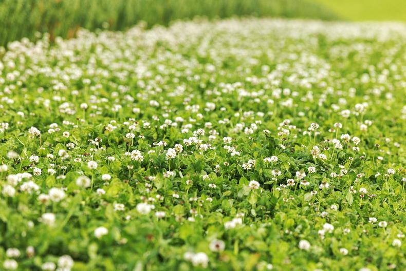 Clover delivers cattle worth €75/head more