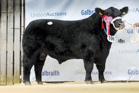 Stirling on fire as demand for Angus and Shorthorn rockets