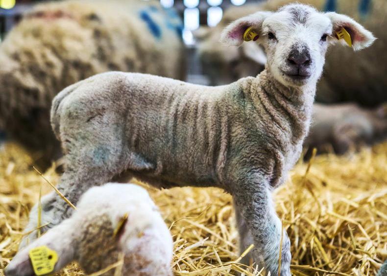 Preparation is key for a smooth lambing