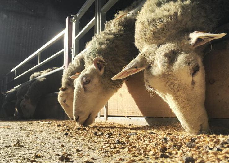 Feeding levels need to be precise