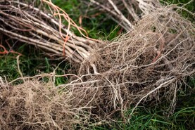 ACRES farmers urged to undertake planting actions now
