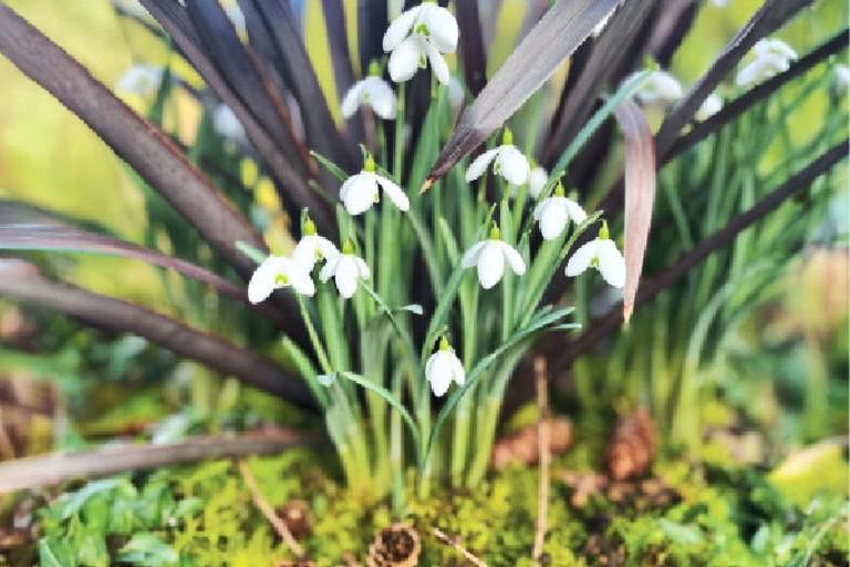 Gardening with Paul: spring ‘snow’  in full bloom