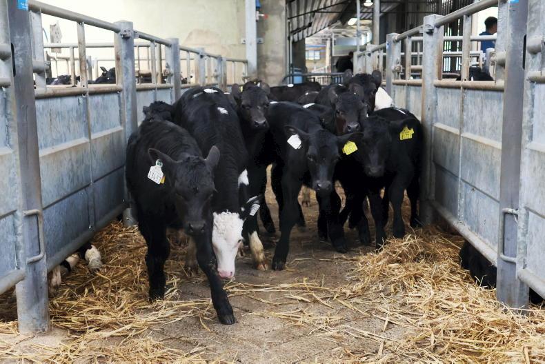 Glimmer of hope for Polish calf imports                                         