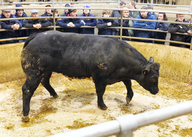 Camera at the Mart: fatstock fever as 320 cattle top €3,000 in Carnew