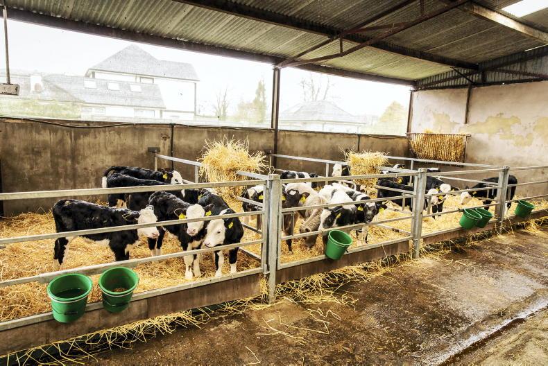 Dairy Management: does it pay to rear calves for longer?