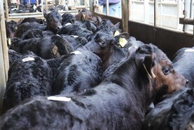 Camera at the Mart: strong start to Dungarvan calf trade