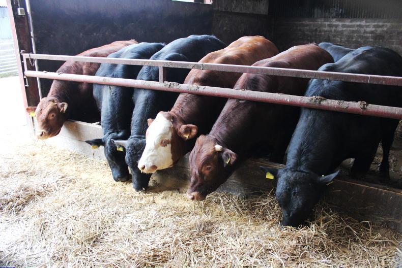 AFBI surveillance identifies IBR and BVD