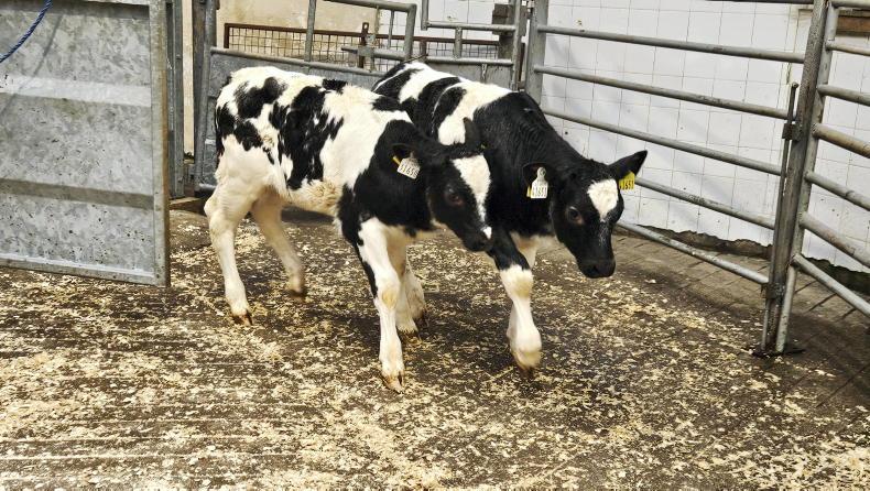 Editorial: NI live exports banned