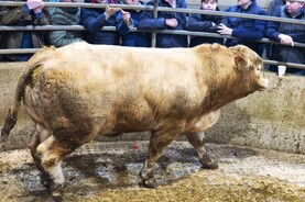 Suckler weanlings back up at €6/kg