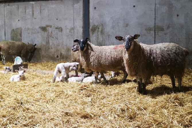 Sheep Management: earlier lambing, adherence to CLP and organic feeds