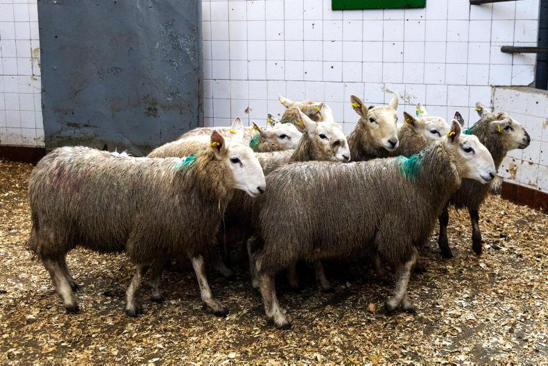 Sheep mart prices: stores providing best positives
