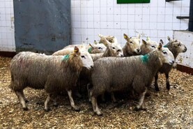 Sheep mart prices: stores providing best positives