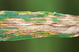 Tillage Podcast: fungicides expert, farm numbers and weather