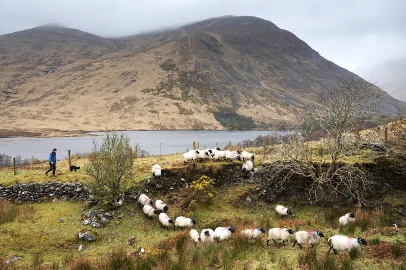 Programme announced for Teagasc hill sheep conference