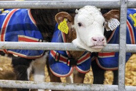 Over 30,000 calf samples sent for genotyping last week