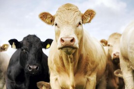 ‘Insufficient supports’ for farmers to cut average cattle finishing age