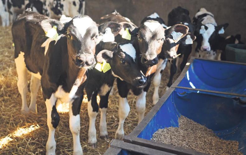 Strong cow health after calving – the key to a successful breeding season 