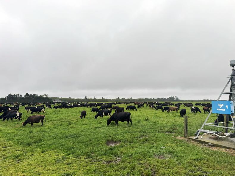 Nitrogen management on New Zealand's pastures