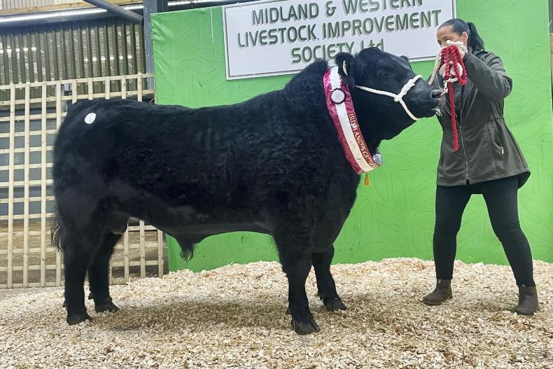Angus bulls average €4,100 in Carrick opener 