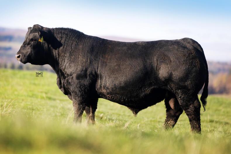 Manhattan maxes out at 38,000gns in HW Netherton Angus sale