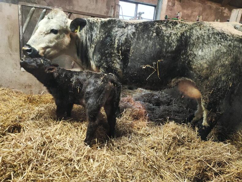 My sucklers are missing the profit gene