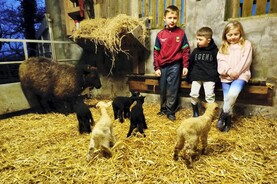 Zwartbles ewe pops out healthy quintuplets in Mayo
