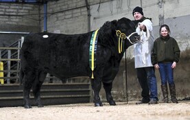 Master Plan from Drumhill in Dungannon Mart