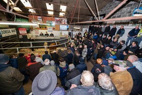 Livestock sellers feel VAT pinch 