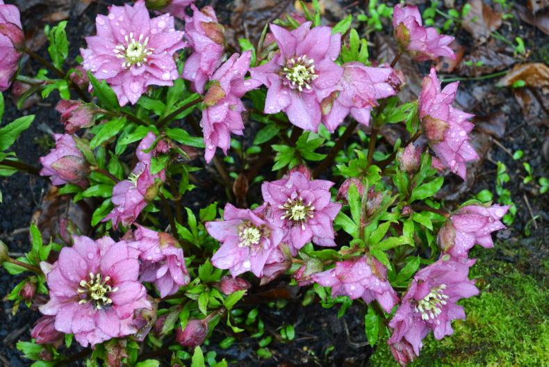 Gardening with Mary: it’s blooming time – best spring gardening tips