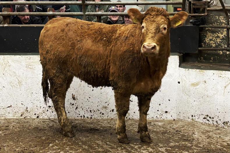 Camera at the Mart: heifer trade stays steady in Ballmote