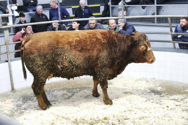 Camera at the Mart: weanlings and forward stores  in keen demand in Headford