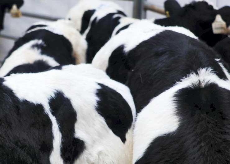 Friesian bull calf prices double on 2025 levels