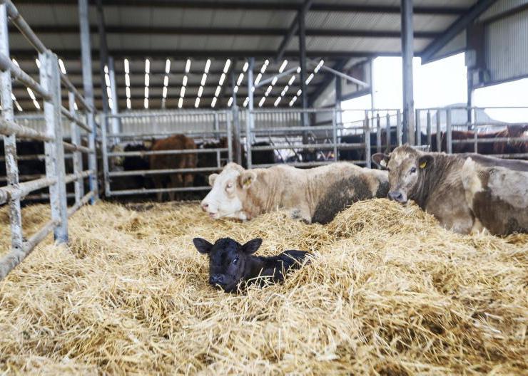 Calving commences as wet weather persists on Tullamore farm