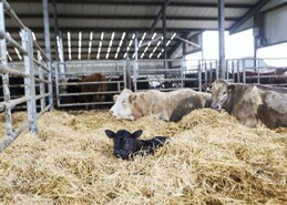 Calving commences as wet weather persists on Tullamore farm