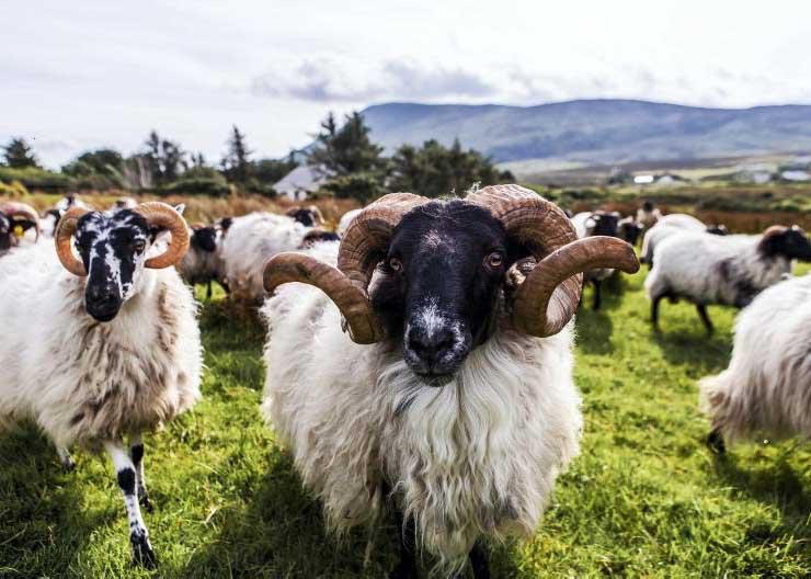 Farmer views: 'if we lose the upland farmer we lose generations of knowledge'