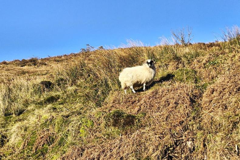 Sheep Management: persistent inclement weather presenting lots of challenges